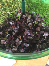 Sprouts/Microgreens - Radish, Rambo (Red) - SeedsNow.com