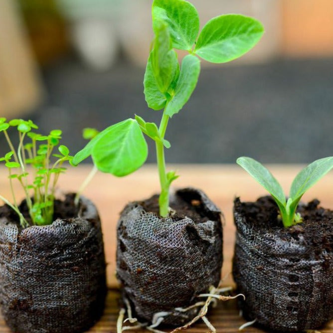 Close-up of young seedlings growing in soil pods from a seed starter kit