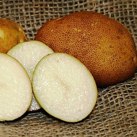 Organic Russet Burbank potato seed tubers, mid-season variety, shown in seed form for planting and cultivation.