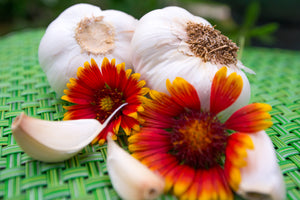 Garlic - (Soft Neck) Nootka Rose.