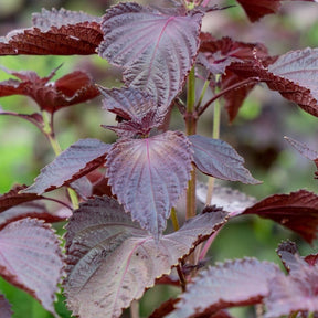 Close-up of deep purple, serrated Red Shiso (Perilla) leaves on the plant