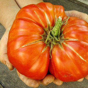 Indeterminate Tomato - Delicious seeds by SeedsNow, showing ripe red tomatoes on the vine ready for harvesting.