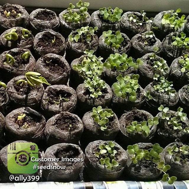 Seed starter kit with multiple seedlings sprouting in soil pods under sunlight