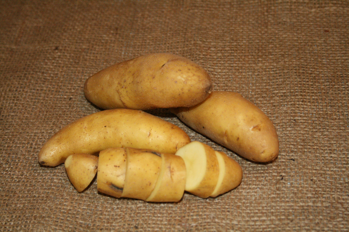 Potato, Fingerling (Late-Season) - Austrian Crescent (Organic/Heirloom) - SeedsNow.com