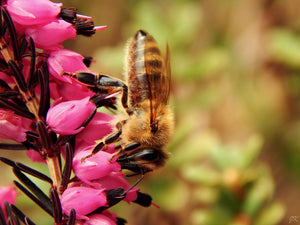 All-in-One SAVE THE BEES! Garden Variety Pack - SeedsNow.com