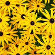 Flowers - Black-Eyed Susan - SeedsNow.com