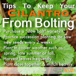 Cilantro (Coriander) - Slow Bolt.