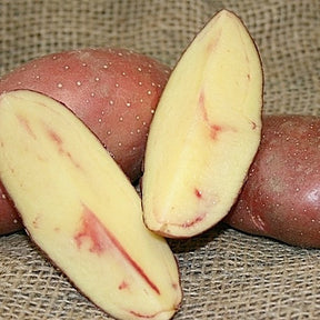 Organic French Classic Fingerling Potato seeds from SeedsNow-Potatoes, showing multiple small, elongated tubers on a white background.