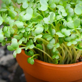Green mustard and mizuna microgreens sprouting from SeedsNow, showcasing vibrant, fresh microgreens on a white background.