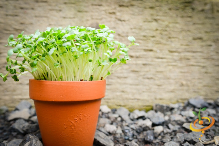 Sprouts/Microgreens - Mustard, Mizuna (Green).