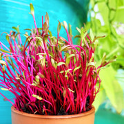 Sprouts/Microgreens - Beet, Dark Red - SeedsNow.com