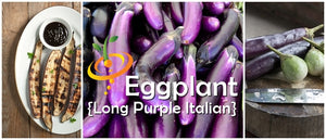 Eggplant - Long Purple Italian.