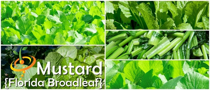 Mustard - Florida Broadleaf.