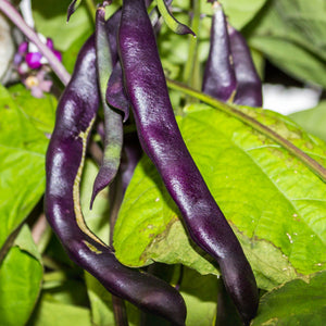 Purple-podded pole beans from SeedsNow, showing vibrant purple seeds in lush green bean pods.