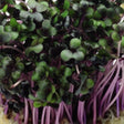 Sprouts/Microgreens - Kale, Red Russian.