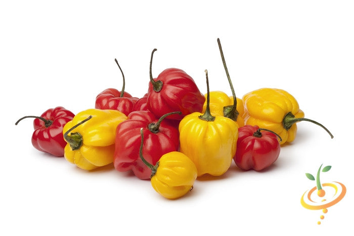 Pepper - Scotch Bonnet, Yellow.