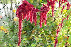 Amaranth - Red Garnet.