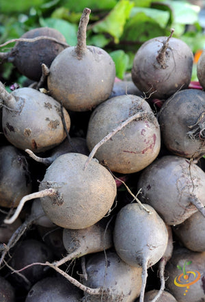 Radish - Purple Plum.