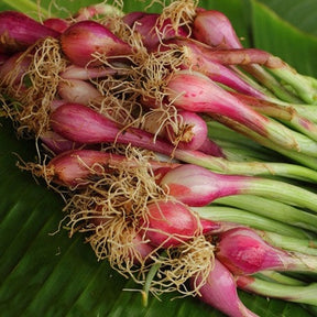 Crimson Forest onion bunching seeds from SeedsNow, showing vibrant red onion seed packets on a white background.
