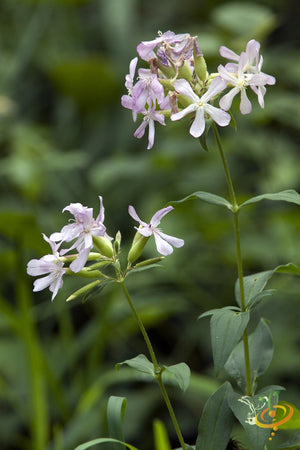 Flowers - Soapwort - SeedsNow.com