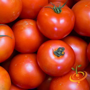 Manitoba tomato seeds by SeedsNow, showing vibrant red, determinate tomato plants ready for planting in a garden.