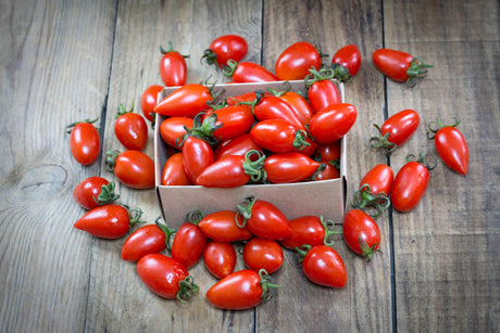 Indeterminate San Marzano tomato seeds from SeedsNow, showcasing vibrant tomato seeds in a natural setting.