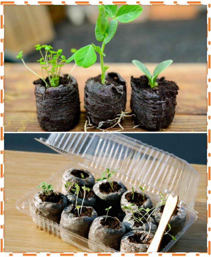 Seed starter kit with organic soil pods and seedlings growing indoors